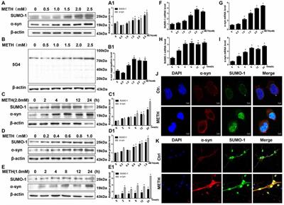 SUMOylation of Alpha-Synuclein Influences on Alpha-Synuclein Aggregation Induced by Methamphetamine